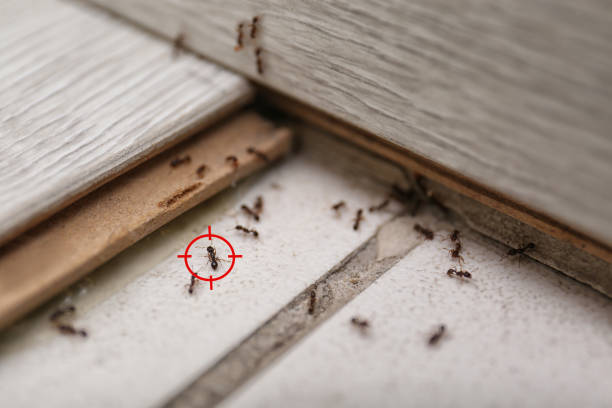 Best Pest Prevention Services  in Adamstown, MD