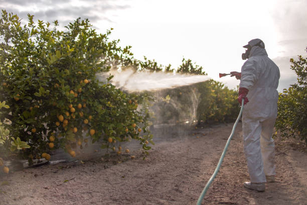 Best Wasp Removal Services  in Adamstown, MD