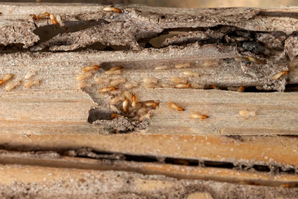 Best Best Pest Control Near Me  in Adamstown, MD